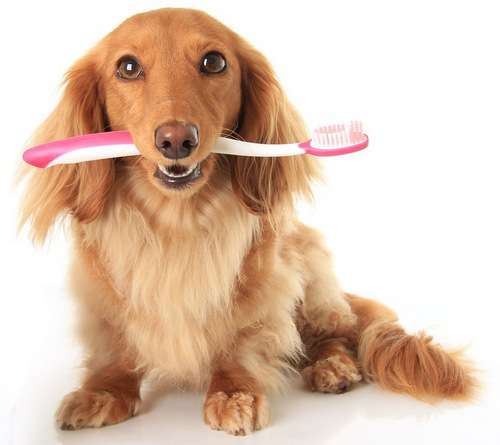 Щетка и зубная паста для собак